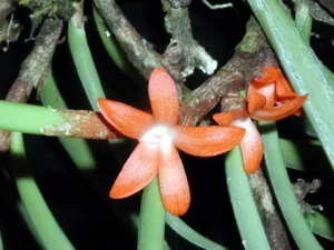 Bild von Ceratostylis rubra 2